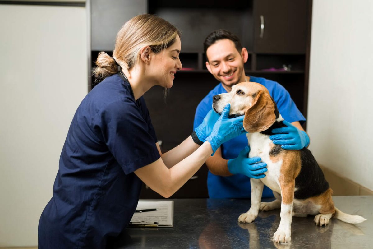 Veterinária fazendo exame médico em cachorro com dono